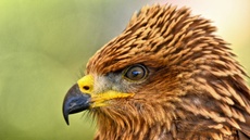 Schwarzmilan (9).jpg